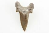 Rare, Fossil Shark (Cretodus) Tooth - Carlile Shale, Kansas #197359-1